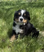 Aztec, a male Bernese Mountain Dog for sale in Stickney, SD – 6 of 8