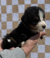 Denim, a male Bernese Mountain Dog for sale in Stickney, SD – 2 of 5