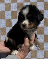 Charlie, a male Bernese Mountain Dog for sale in Stickney, SD – 3 of 6