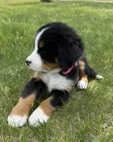 Pink, a female Bernese Mountain Dog for sale in Stickney, SD – 3 of 10