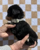 LB, a male Bernese Mountain Dog for sale in Stickney, SD – 4 of 5