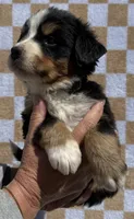 Mr Black, a male Bernese Mountain Dog for sale in Stickney, SD – 2 of 6
