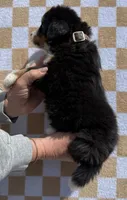 Merica, a female Bernese Mountain Dog for sale in Stickney, SD – 3 of 5