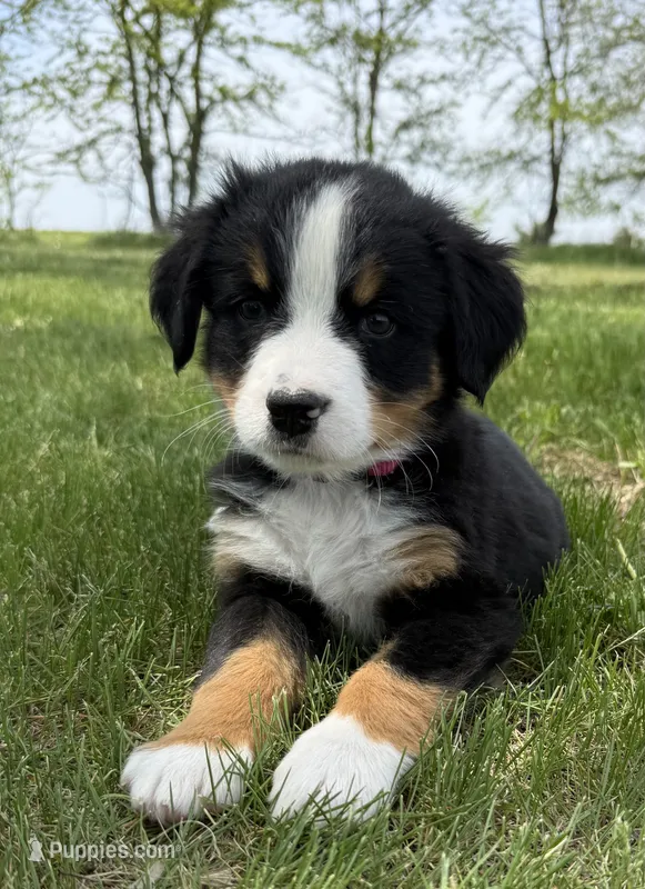 Pink – Bernese Mountain Dog puppy for sale in Stickney, SD