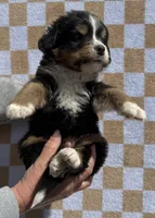 Tex, a male Bernese Mountain Dog for sale in Stickney, SD – 4 of 5