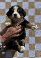 Bunny, a female Bernese Mountain Dog for sale in Stickney, SD – 5 of 5