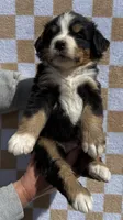 Mr Black, a male Bernese Mountain Dog for sale in Stickney, SD – 5 of 6