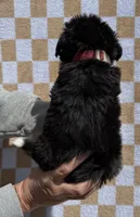 Tex, a male Bernese Mountain Dog for sale in Stickney, SD – 5 of 5