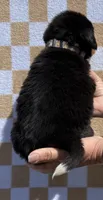 Wildflower, a female Bernese Mountain Dog for sale in Stickney, SD – 5 of 5