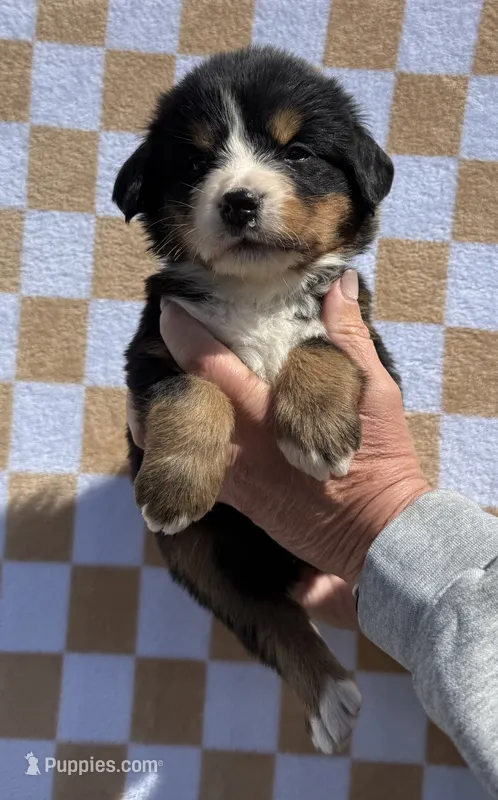 Wildflower – Bernese Mountain Dog puppy for sale in Stickney, SD