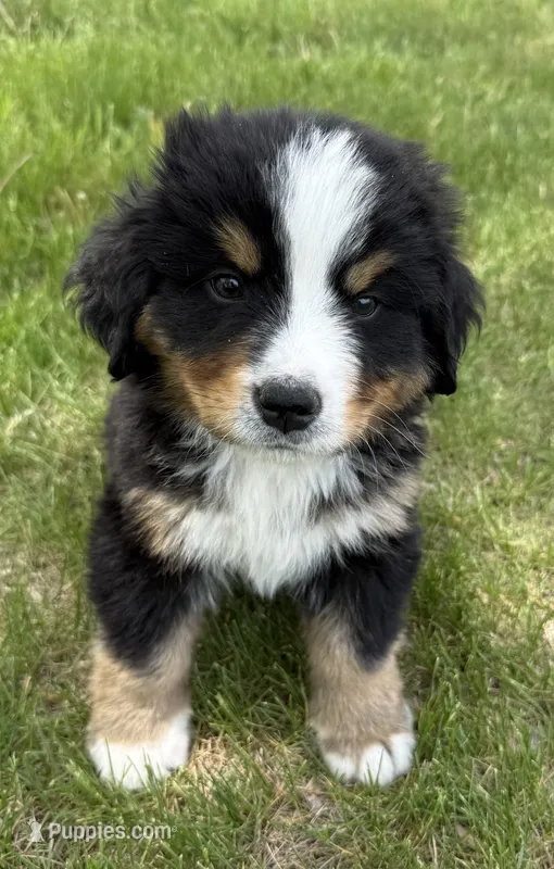 Charlie – Bernese Mountain Dog puppy for sale in Stickney, SD