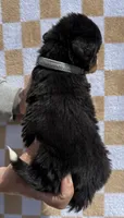 LB, a male Bernese Mountain Dog for sale in Stickney, SD – 5 of 5