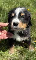 Aztec, a male Bernese Mountain Dog for sale in Stickney, SD – 4 of 8