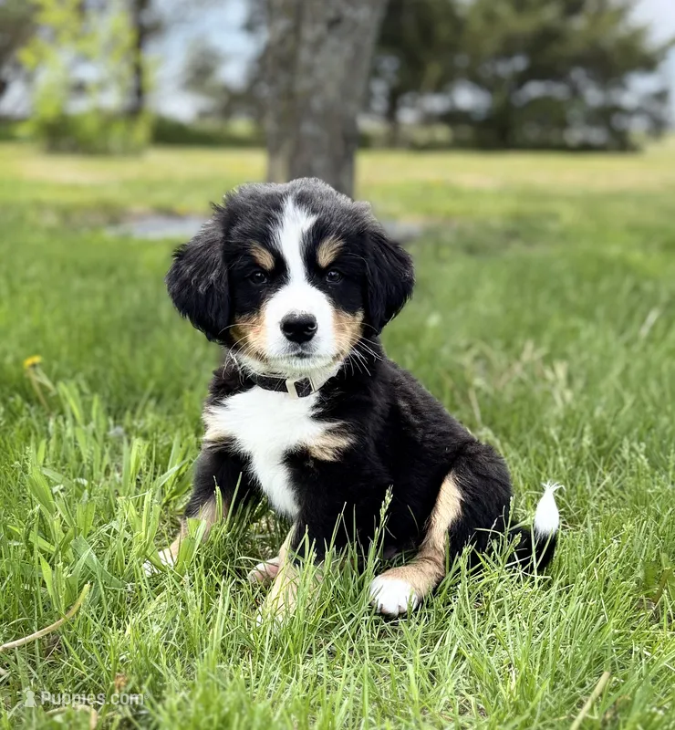 Mr Black – Bernese Mountain Dog puppy for sale in Stickney, SD