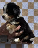 Bunny, a female Bernese Mountain Dog for sale in Stickney, SD – 4 of 5