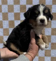 Mr Black, a male Bernese Mountain Dog for sale in Stickney, SD – 3 of 6