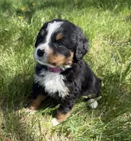 Flo, a female Bernese Mountain Dog for sale in Stickney, SD – 6 of 10