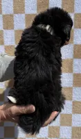 Charlie, a male Bernese Mountain Dog for sale in Stickney, SD – 6 of 6