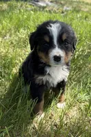 Flo, a female Bernese Mountain Dog for sale in Stickney, SD – 7 of 10
