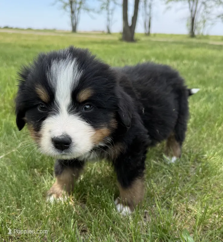 Denim – Bernese Mountain Dog puppy for sale in Stickney, SD