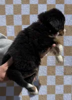 Merica, a female Bernese Mountain Dog for sale in Stickney, SD – 2 of 5