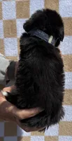 Denim, a male Bernese Mountain Dog for sale in Stickney, SD – 5 of 5