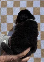 Bunny, a female Bernese Mountain Dog for sale in Stickney, SD – 2 of 5