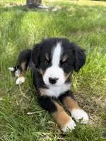 Pink, a female Bernese Mountain Dog for sale in Stickney, SD – 10 of 10