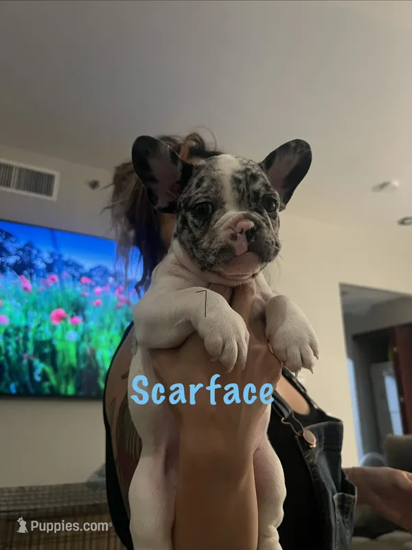 Scarface – French Bulldog puppy for sale in Las Vegas, NV