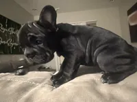 Midnight, a female French Bulldog for sale in Las Vegas, NV – 2 of 2