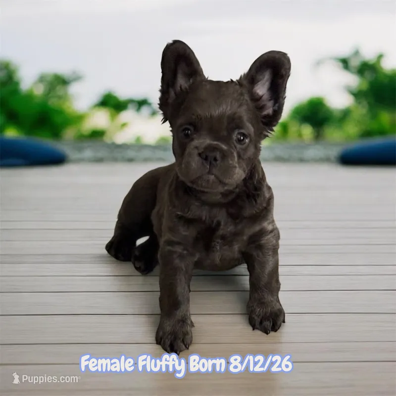 Stormy – French Bulldog puppy for sale in Las Vegas, NV
