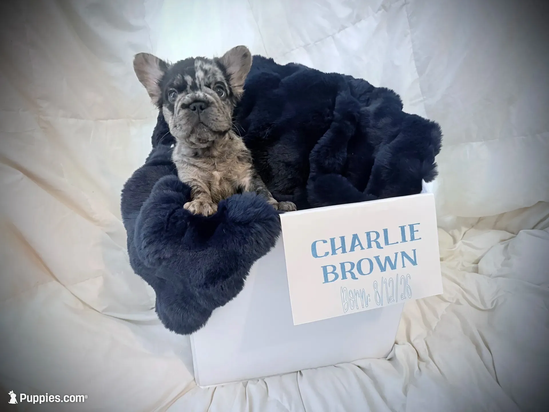 Charlie Brown, a male French Bulldog for sale in Las Vegas, NV – 1 of 7