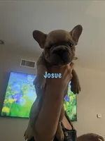 Josue , a male French Bulldog for sale in Las Vegas, NV – 1 of 1