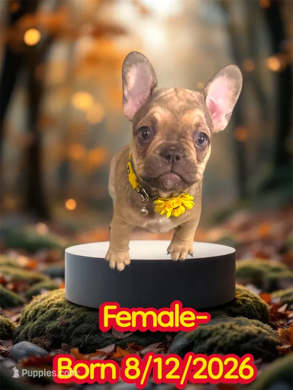 Flaka – French Bulldog puppy for sale in Las Vegas, NV