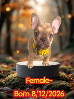 Flaka, a female French Bulldog for sale in Las Vegas, NV – 1 of 1