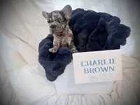 Charlie Brown, a male French Bulldog for sale in Las Vegas, NV – 5 of 7