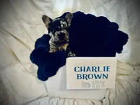 Charlie Brown, a male French Bulldog for sale in Las Vegas, NV – 6 of 7