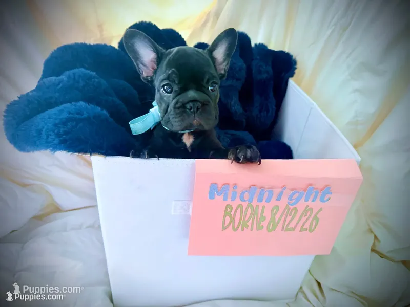 Midnight – French Bulldog puppy for sale in Las Vegas, NV