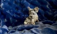 Charlie Brown, a male French Bulldog for sale in Las Vegas, NV – 4 of 7