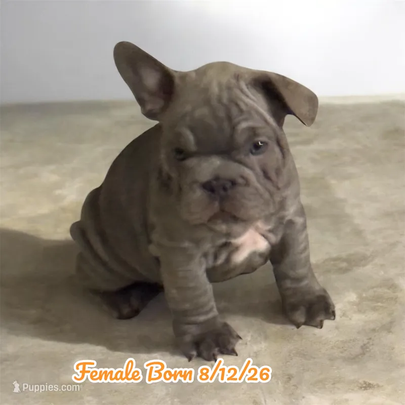 Violet – French Bulldog puppy for sale in Las Vegas, NV