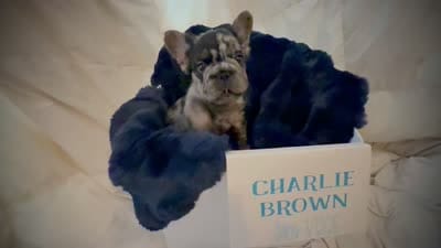 Charlie Brown, a male French Bulldog for sale in Las Vegas, NV – 7 of 7