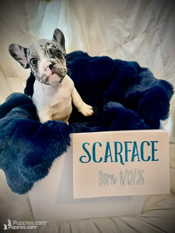 Scarface – French Bulldog puppy for sale in Las Vegas, NV
