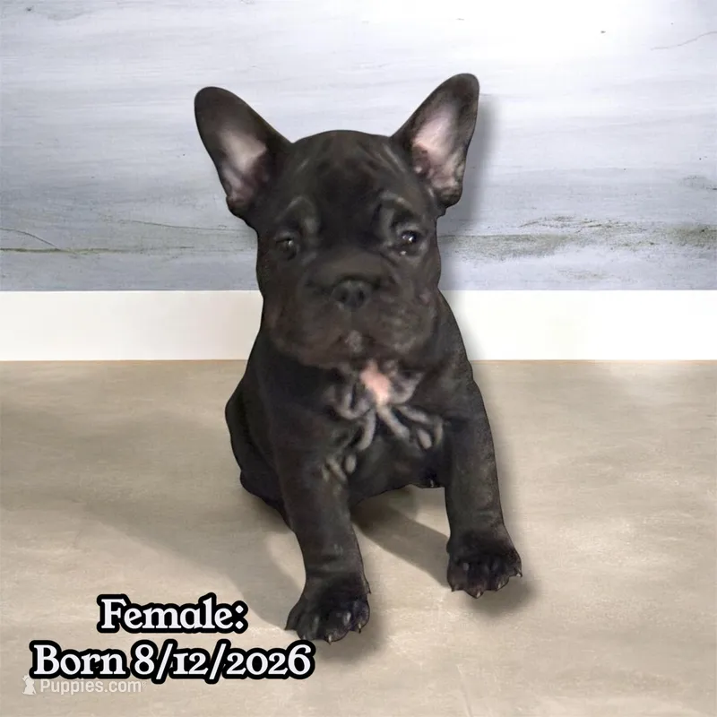 Midnight, a female French Bulldog for sale in Las Vegas, NV – 1 of 2