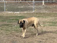 Dax, a male English Mastiff for sale in Sneads, FL – 3 of 5