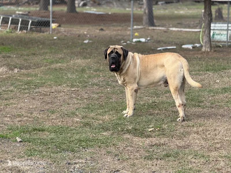 Dax – English Mastiff puppy for sale in Sneads, FL