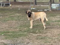 Dax, a male English Mastiff for sale in Sneads, FL – 2 of 5