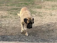 Dax, a male English Mastiff for sale in Sneads, FL – 5 of 5