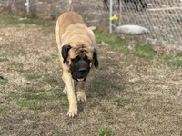 Dax, a male English Mastiff for sale in Sneads, FL – 4 of 5