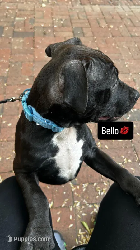 Bello – American Pit Bull Terrier puppy for sale in Baltimore, MD