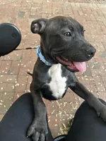 Bello, a male American Pit Bull Terrier for sale in Baltimore, MD – Photo 2 of 3